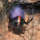 Female Phinda button spider with its purple egg sac.